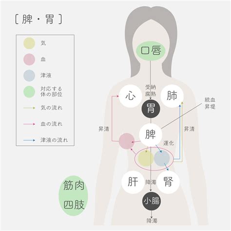 胃 五行|脾・胃の働き｜東洋医学と体・五臓六腑